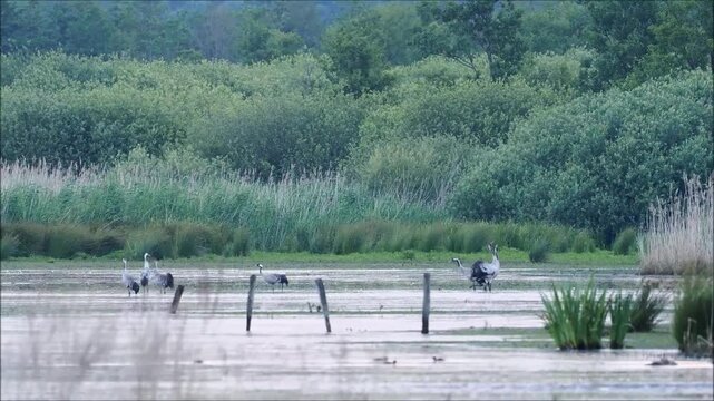 Calling common crane (Grus grus) in the Meerbruchwiesen, Steinhuder Meer, Lower Saxony