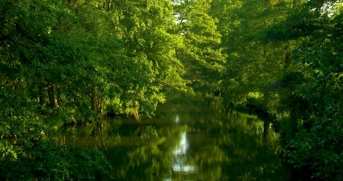 River and riverbank, calm flowing water, green trees and foliage, spring, birdsong, relaxing in nature, Spree, biosphere reserve, Spreewald, Germany