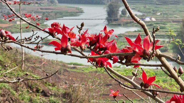 Blooming red kapok branches overlooking a river valley and patterned farmland in Tuyen Quang, Vietnam