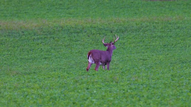 Mature whitetail buck lifts head and looks alert in alfalfa field