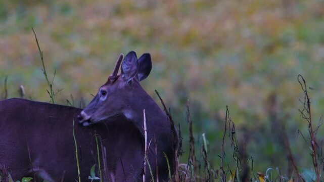 Spike whitetail buck in velvet looks at camera in late summer field