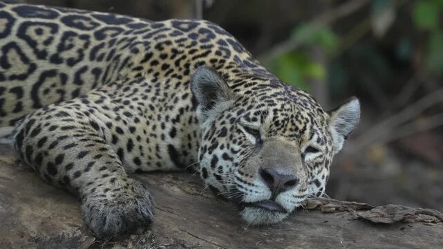 Video Jaguar (Panthera Onca) sleeping, Matto Grosso do Sul, Pantanal, Brazil, South America