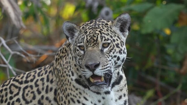 Video Jaguar (Panthera Onca), Matto Grosso do Sul, Pantanal, Brazil, South America