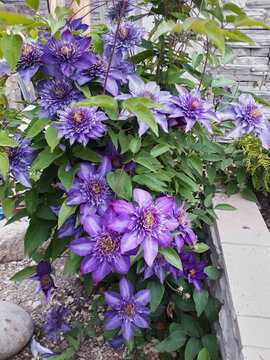 Purple double-flowered clematis or Clematis hybrid