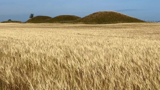 Four Bronze Age burial mounds in a field with swaying ripe grain at K&ouml;pingebro, Scania, Sweden, Scandinavia