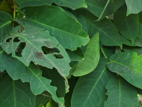 Close up of vibrant green leaves severely damaged by pests, showing natural insect damage with holes chewed through the foliage in a garden setting, highlighting plant health issues and agriculture