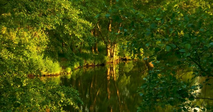 Deciduous trees and wilderness on the riverbank, calmly flowing water, sunlight in the trees, birdsong, relaxation in nature, Spree, biosphere reserve, Spreewald, Germany