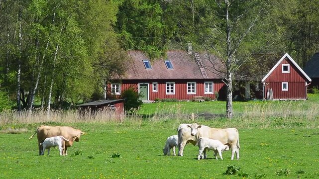 Charolais cattle with calves on pasture at an old farm in Fyledalen, Sj&ouml;bo community, Scania, Sweden, Scandinavia