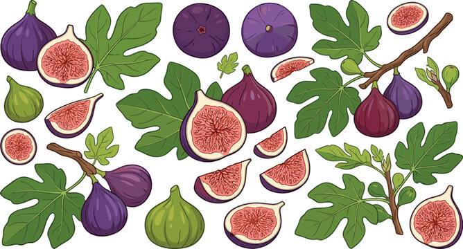 Fig Fruit Collection with Whole Figs, Fresh Slices, Seeds, Leaves, Branches, and Botanical Elements in Hand Drawn Illustration Style
