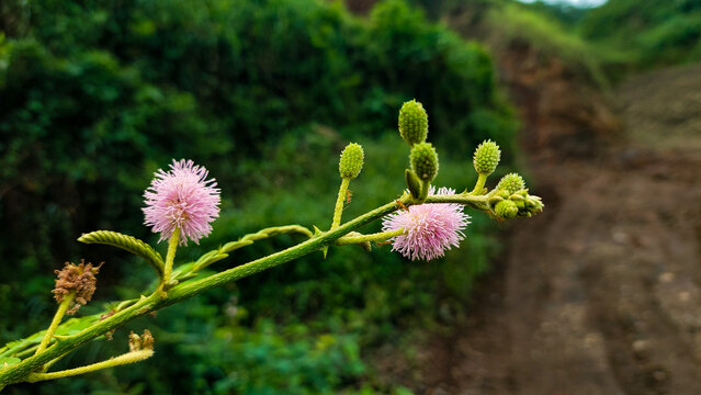 Close Up of Pink Mimosa Pudica Flower with Soft Blurred Background