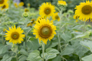 Fototapeta premium Many sunflowers are in bloom.