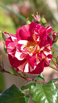 Variegated Red and White Rose Blooming in Sunny Garden