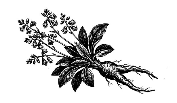 Mandragora Officinarum Complete Botanical Engraving