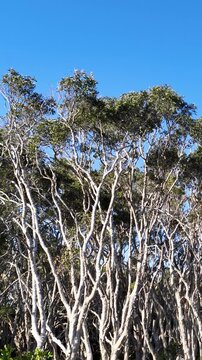Dense Coastal Forest with Twisted White Tree Trunks and Blue Sky