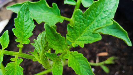 Close-up of young tomato leaves showing fresh green foliage and healthy vegetative growth © Anidiadigital