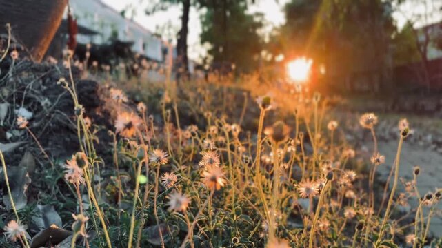 Small White Wildflower in Focus at Sunset with Warm Bokeh Background
