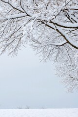 Fototapeta premium Snow laden bare tree branches against pale winter sky
