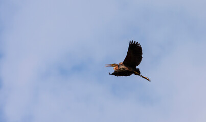 Fototapeta premium Red heron, Ardea purpurea, in flight over a swampy natural environment in Eastern Europe in summer