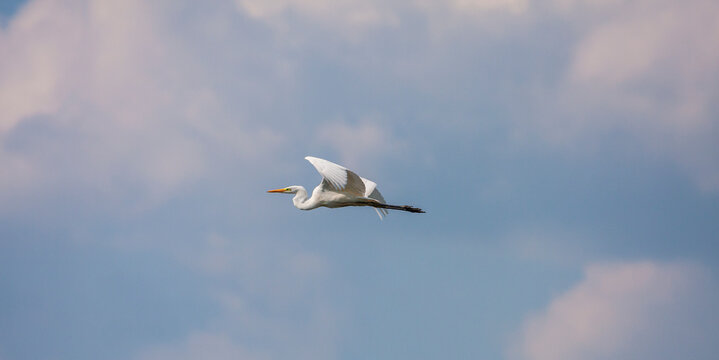 Great white egret, Egretta alba, perching and hunting in natural environment, in a swampy conservation area in Eastern Europe