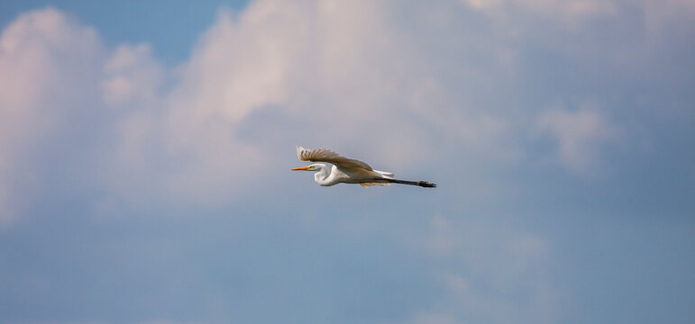 Great white egret, Egretta alba, perching and hunting in natural environment, in a swampy conservation area in Eastern Europe