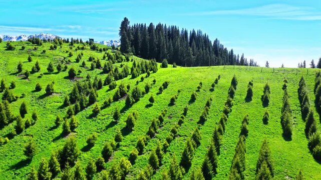 Aerial view of young spruce trees planted on a green hillside with a pine forest in Xinjiang, China
