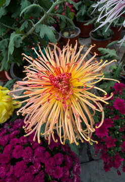 Chinese chrysanthemum