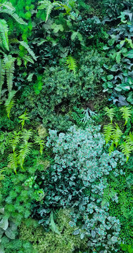Vertical garden in an urban patio