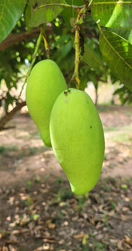 Green mangos