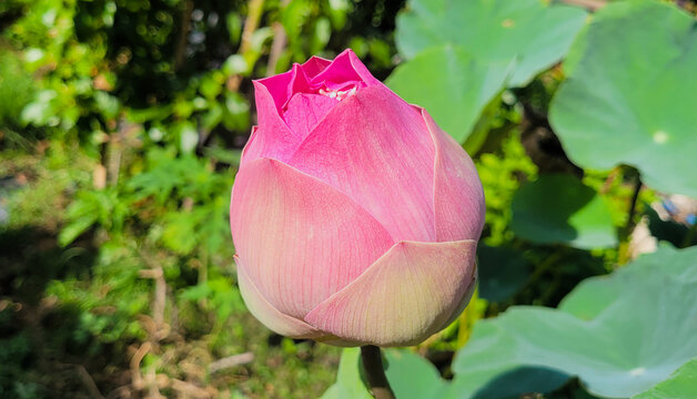 Pink lotus