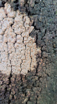 Black and white bark