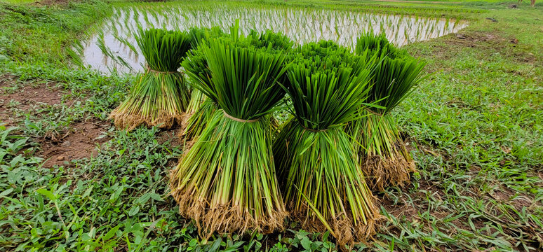 Rice seedling