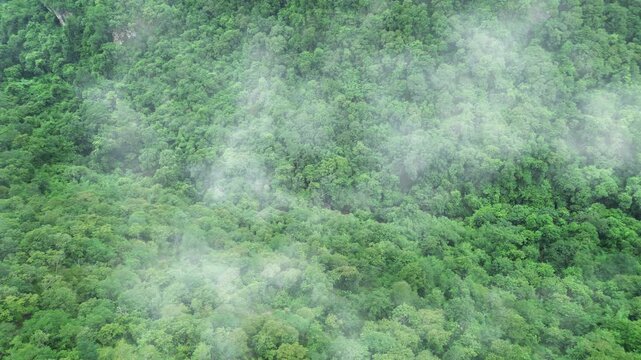 Green tree nature background for carbon neutrality and net zero emissions concept. Drone view of green tree captures CO2 to Sustainable green environment.