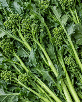 Fresh Broccoli Rabe Rapini Green Vegetable Texture