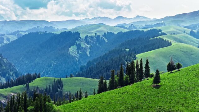 Aerial drone view of vast green alpine meadows and spruce forests on mountain slopes in Xinjiang, China.