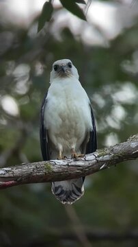 Majestic White Tailed Kite Bird of Prey Perched on a Tree Branch