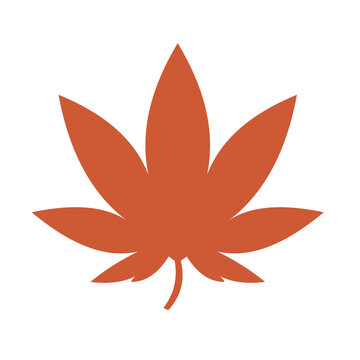 Red Japanese maple leaf vector illustration isolated on white background