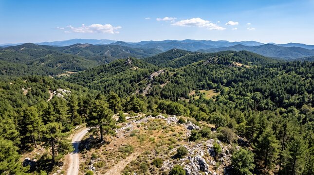 Greece Dadia Forest Forest Landscape