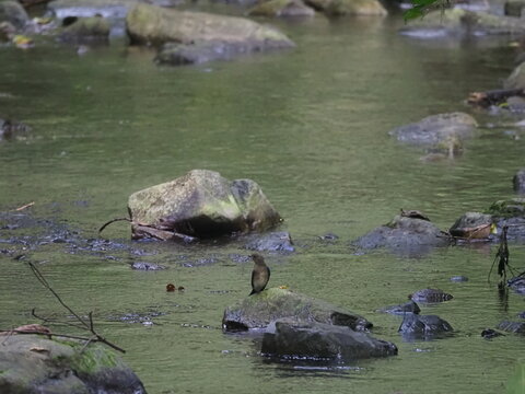 オオルリの幼鳥が川の石に止まっていた