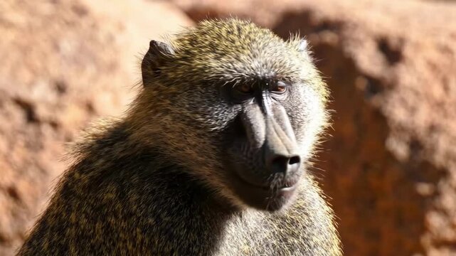 Close-up portrait of a serious baboon with detailed fur and intense eyes, set against a blurred natural background.