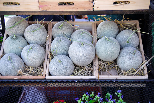 Fresh melon pile in wood box with straw