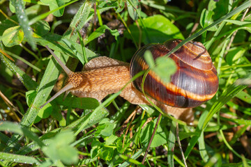 Macro Shot of Roman Snail Helix Pomatia Crawling in Fresh Green Grass Outdoors © Elena