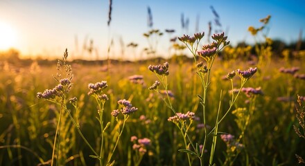 Fototapeta premium Wildflowers and Tall Grass Field Blooming at Golden Sunset Landscape