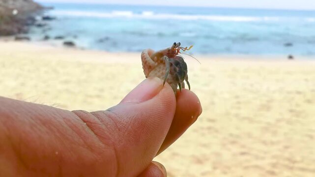 Hermit Crab Held In Hand On Tropical Merlin Beach Thailand.
