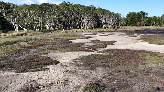 Wetland Salt Marsh and Mangrove Shrubland Landscape