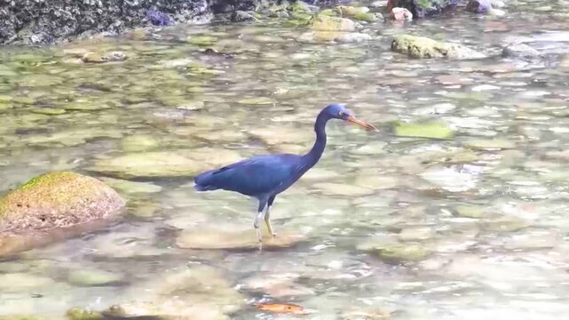 Blue Gray Heron Hunting In Transparent Turquoise Water At Merlin Beach Thailand.