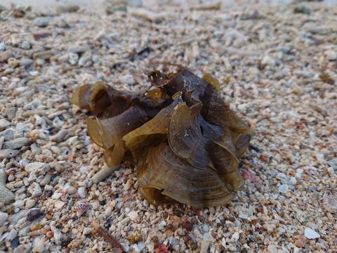 Dried brown seaweed algae debris on coral sand beach, close-up marine botanical texture