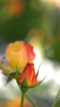 Close Up of Orange Rose Bud Blooming in Garden