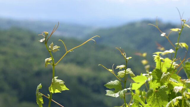 Green Grapevine Leaves Swaying in Wind Against Rolling Hills