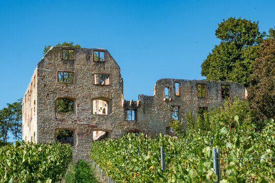scenic view to historic castle ruin Landskron of Oppenheim, Germany with vineyards in front