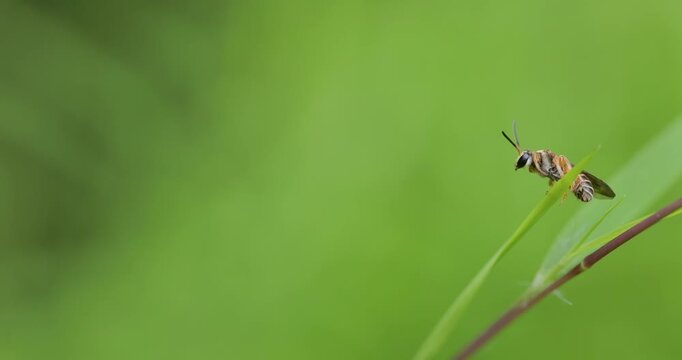 Striped Nomia bee settles on grass tip for night; slow motion macro dusk roosting stasis